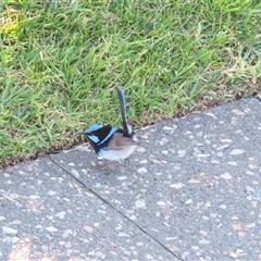 Malurus cyaneus (Superb Fairywren) at Wollongong, NSW - 6 Aug 2025 by MB