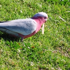 Eolophus roseicapilla (Galah) at Wollongong, NSW - 6 Aug 2025 by MB