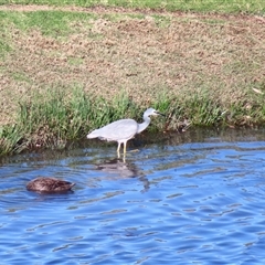 Egretta novaehollandiae (White-faced Heron) at Wollongong, NSW - 6 Aug 2025 by MB