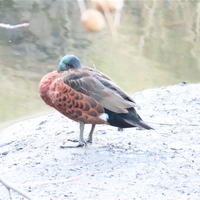 Anas castanea (Chestnut Teal) at Wollongong, NSW - 7 Aug 2025 by MB