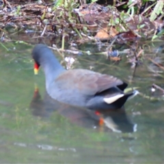 Gallinula tenebrosa (Dusky Moorhen) at Wollongong, NSW - 7 Aug 2025 by MB