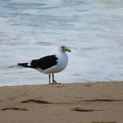 Larus dominicanus (Kelp Gull) at Wollongong, NSW - 7 Aug 2025 by MB