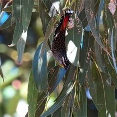 Pardalotus punctatus (Spotted Pardalote) at Wollongong, NSW - 7 Aug 2025 by MB