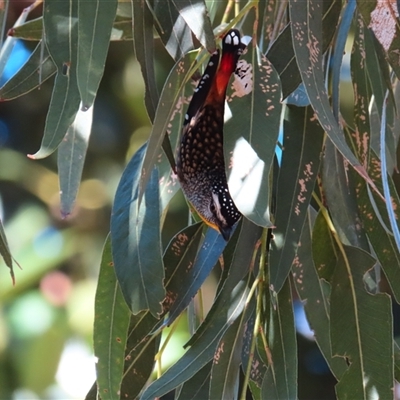 Pardalotus punctatus (Spotted Pardalote) at Wollongong, NSW - 7 Aug 2025 by MB