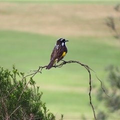 Phylidonyris novaehollandiae (New Holland Honeyeater) at Wollongong, NSW - 7 Aug 2025 by MB