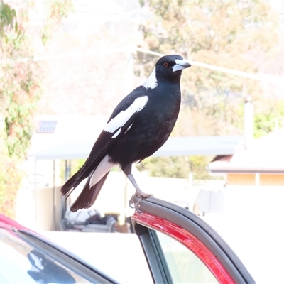 Gymnorhina tibicen (Australian Magpie) at Richardson, ACT - 8 Aug 2025 by MB