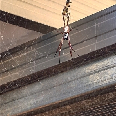Trichonephila edulis (Golden orb weaver) at Carwoola, NSW - 13 Mar 2024 by Liam.m