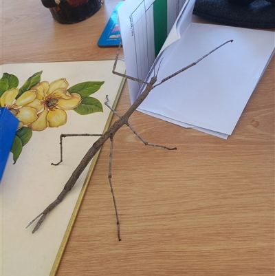 Unverified Stick insect (Phasmatodea) at Oaks Estate, ACT - 18 Jan 2024 by Liam.m