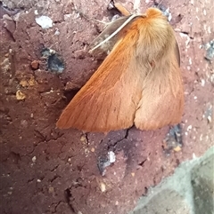 Pterolocera (genus) at Carwoola, NSW - 15 Mar 2024 by Liam.m