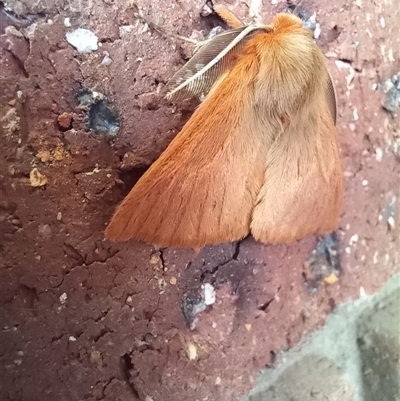 Pterolocera (genus) at Carwoola, NSW - 15 Mar 2024 by Liam.m