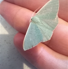 Prasinocyma semicrocea (Common Gum Emerald moth) at Carwoola, NSW - 11 Apr 2024 by Liam.m