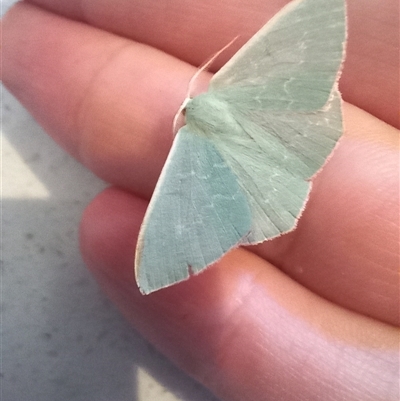 Prasinocyma semicrocea (Common Gum Emerald moth) at Carwoola, NSW - 11 Apr 2024 by Liam.m