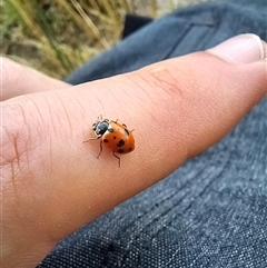 Hippodamia variegata (Spotted Amber Ladybird) at Carwoola, NSW - 17 Nov 2024 by Liam.m