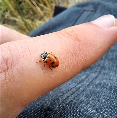 Hippodamia variegata (Spotted Amber Ladybird) at Carwoola, NSW - 17 Nov 2024 by Liam.m