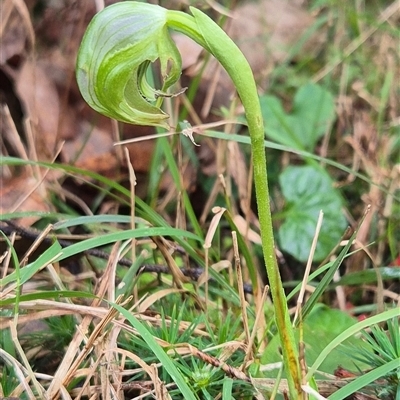 Pterostylis nutans (Nodding Greenhood) at Kangaroo Valley, NSW - 10 Aug 2025 by maureenbell