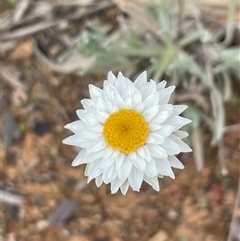 Leucochrysum albicans subsp. tricolor (Hoary Sunray) at Kenny, ACT - 10 Aug 2025 by Clarel