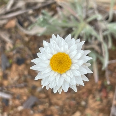 Leucochrysum albicans subsp. tricolor (Hoary Sunray) at Kenny, ACT - 10 Aug 2025 by Clarel