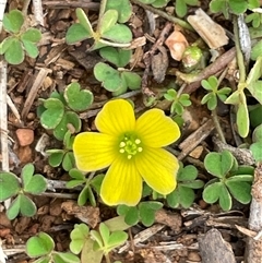 Oxalis (genus) (Wood Sorrel) at Watson, ACT - 10 Aug 2025 by Clarel