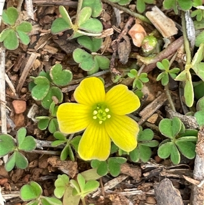 Oxalis (genus) (Wood Sorrel) at Watson, ACT - 10 Aug 2025 by Clarel