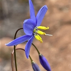 Stypandra glauca (Nodding Blue Lily) at Watson, ACT - 10 Aug 2025 by Clarel