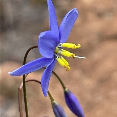 Stypandra glauca (Nodding Blue Lily) at Watson, ACT - 10 Aug 2025 by Clarel