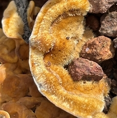 Stereum hirsutum (Hairy Curtain Crust) at Watson, ACT - 10 Aug 2025 by Clarel