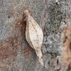 Hyalarcta nigrescens (Ribbed Case Moth) at Hall, ACT - 29 Jul 2025 by Anna123