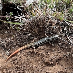 Ctenotus taeniolatus (Copper-tailed Skink) at Captains Flat, NSW - 10 Aug 2025 by JasonBrown