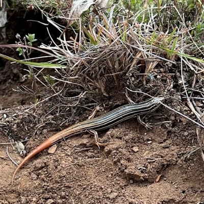 Ctenotus taeniolatus (Copper-tailed Skink) at Captains Flat, NSW - 10 Aug 2025 by JasonBrown