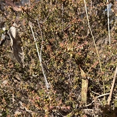 Styphelia fletcheri subsp. brevisepala (Twin Flower Beard-Heath) at Sutton, NSW - 10 Aug 2025 by SustainableSeg