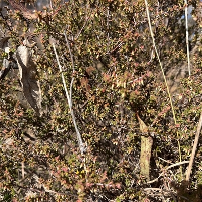 Styphelia fletcheri subsp. brevisepala (Twin Flower Beard-Heath) at Sutton, NSW - 10 Aug 2025 by SustainableSeg