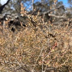 Styphelia fletcheri subsp. brevisepala at Sutton, NSW - 10 Aug 2025 10:49 AM