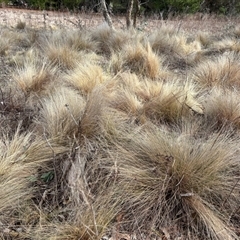 Nassella trichotoma (Serrated Tussock) at Sutton, NSW - 10 Aug 2025 by SustainableSeg