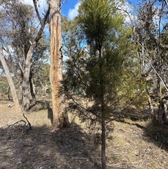 Exocarpos cupressiformis (Cherry Ballart) at Sutton, NSW - 10 Aug 2025 by SustainableSeg