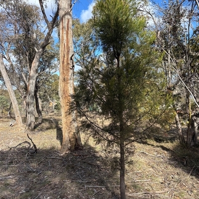 Exocarpos cupressiformis (Cherry Ballart) at Sutton, NSW - 10 Aug 2025 by SustainableSeg