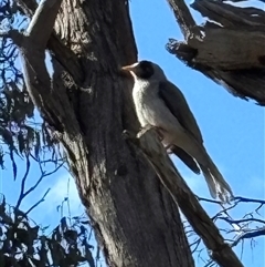 Manorina melanocephala (Noisy Miner) at Sutton, NSW - 10 Aug 2025 by SustainableSeg