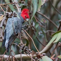 Callocephalon fimbriatum (Gang-gang Cockatoo) at Giralang, ACT - 10 Aug 2025 by Steven999