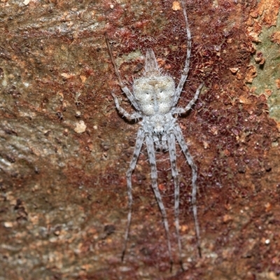 Tamopsis eucalypti (A two-tailed spider) at Higgins, ACT - 10 Aug 2025 by AlisonMilton