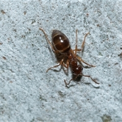 Formicidae (family) (Unidentified ant) at Higgins, ACT - 10 Aug 2025 by AlisonMilton