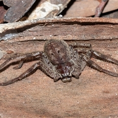 Isopeda canberrana (Canberra Huntsman Spider) at Hawker, ACT - 10 Aug 2025 by AlisonMilton
