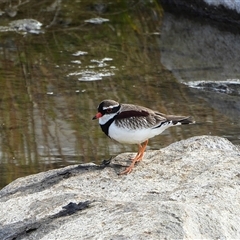 Thinornis melanops (Black-fronted Dotterel) at Tralee, NSW - 10 Aug 2025 by LineMarie