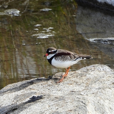 Thinornis melanops (Black-fronted Dotterel) at Tralee, NSW - 10 Aug 2025 by LineMarie