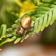 Unverified Orb-weaving spider (several families) at Higgins, ACT - 10 Aug 2025 by AlisonMilton