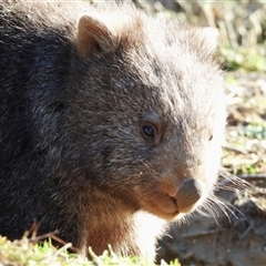 Vombatus ursinus (Bare-nosed Wombat, Common wombat) at Yarrow, NSW - 10 Aug 2025 by LineMarie