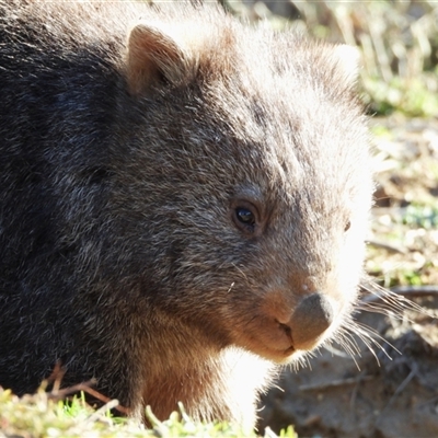 Vombatus ursinus (Bare-nosed Wombat, Common wombat) at Yarrow, NSW - 10 Aug 2025 by LineMarie
