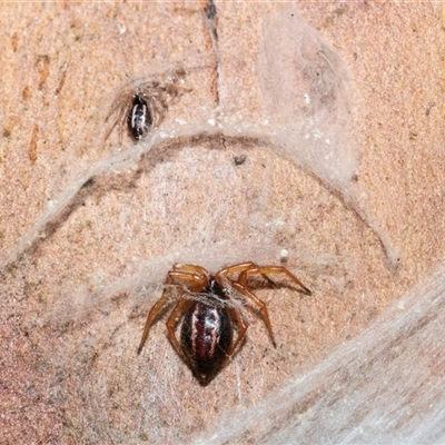 Euryopis umbilicata (Striped tick spider) at Higgins, ACT - 10 Aug 2025 by AlisonMilton