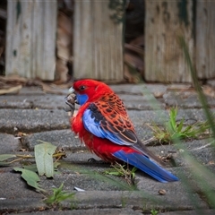 Platycercus elegans (Crimson Rosella) at Giralang, ACT - 10 Aug 2025 by Steven999