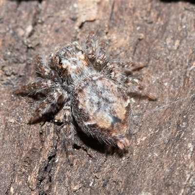 Servaea incana (Hoary Servaea) at Higgins, ACT - 10 Aug 2025 by AlisonMilton