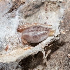 Clubionidae (family) (Sac Spider) at Higgins, ACT - 10 Aug 2025 by AlisonMilton