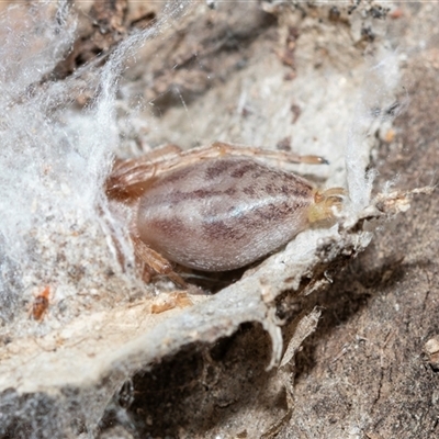 Clubionidae (family) (Sac Spider) at Higgins, ACT - 10 Aug 2025 by AlisonMilton